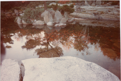 Koi pond in Saint Martin (ddr-densho-377-32)