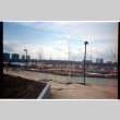 Young trees planted in field (ddr-densho-377-2358)