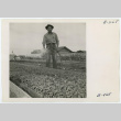 Kelly Ishimoto watering bell pepper plants (ddr-densho-37-2165)
