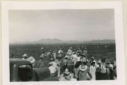 Hauling in cotton (ddr-densho-37-964)