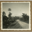 Road in a plantation (ddr-csujad-33-109)