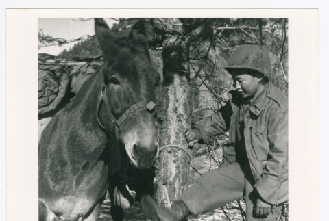 Serviceperson and mule (ddr-densho-1007-100)