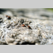Ladybugs on a rock (ddr-densho-336-820)