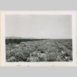 View of a cauliflower seed patch (ddr-densho-37-1396)