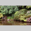 Pond with flowers blooming (ddr-densho-354-884)
