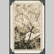 View of a house behind a flowering tree (ddr-densho-321-793)