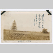 Field (ddr-densho-480-75)