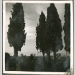 View of trees (ddr-densho-201-479)
