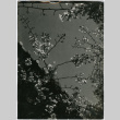 View looking up at cherry blossoms (ddr-densho-426-1060)