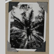 Palm tree fronds (ddr-densho-404-261)