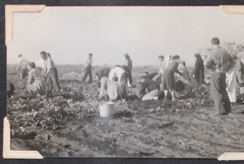 People digging potatoes (ddr-densho-468-442)