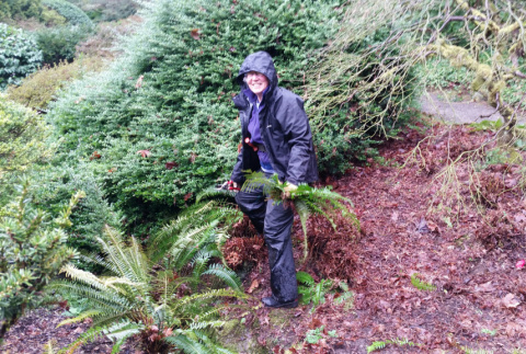 Anne Avery pruning Sword Ferns (ddr-densho-354-2530)