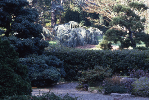 Looking at the hedge from the Japanese Garden (ddr-densho-354-1456)