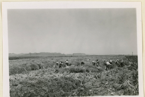 Harvesting at a daikon seed ranch (ddr-densho-37-1393)