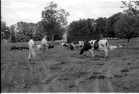 William Kochiyama and Robert H. Foote with cows (ddr-densho-1007-1359)