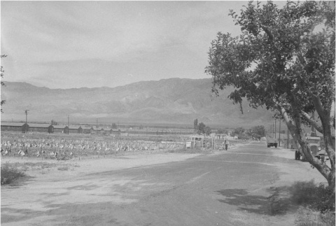 Manzanar fields (ddr-densho-153-259)