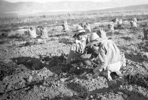 Two women harvesting potatoes (ddr-fom-1-820)