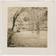 Willow tree (ddr-densho-377-2259)