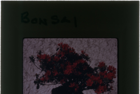 Azalea bonsai (ddr-densho-377-1065)