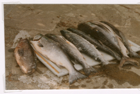 Caught Salmon (ddr-densho-477-436)