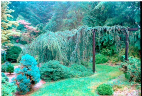 Gateway with pine branch (ddr-densho-377-2426)
