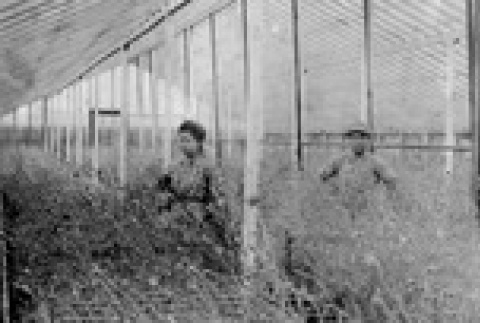Blossoms & Thorns: A Community Uprooted (ddr-densho-1024-28)