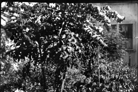 Cat in garden (ddr-densho-426-1722)