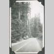Truck on side of road by tall trees (ddr-ajah-2-214)
