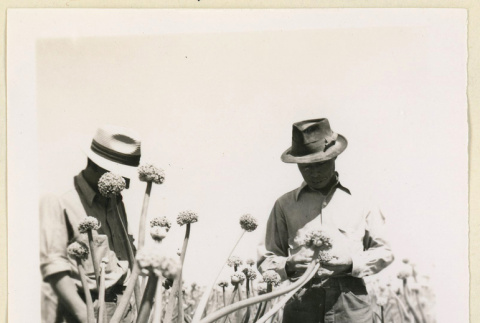Men inspect seed onions (ddr-densho-37-1398)