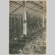 Greenhouse (ddr-densho-357-250)