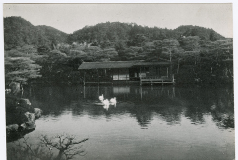 Swans on a Pond (ddr-ohs-1-114)