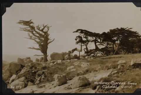 Cypress Trees (ddr-densho-359-1336)
