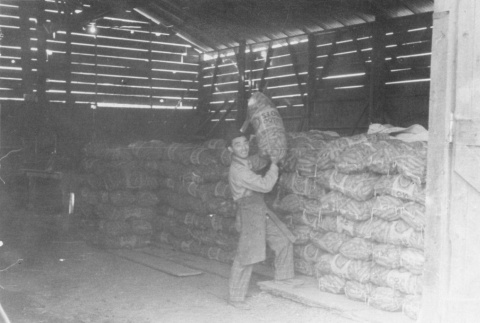 Man stacking bags of carrots (ddr-densho-187-18)