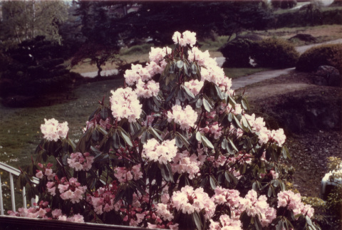 Blooming rhododendron in front of the old family house (white) (ddr-densho-354-547)