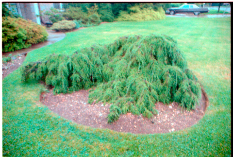 Pine bush (ddr-densho-377-2428)