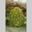 Weeping Mulberry and Cottoneaster near Renton Avenue, present Stroll Garden (ddr-densho-354-2623)