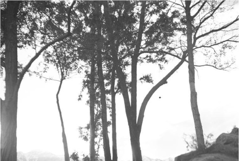 Manzanar landscape (ddr-densho-153-242)