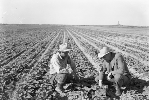 Two men examing crops (ddr-fom-1-21)