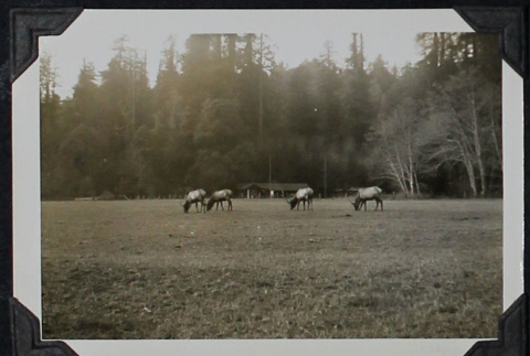 Deer in field (ddr-densho-359-1322)