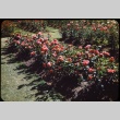 Roses (ddr-one-1-521)