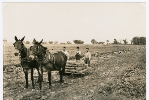Workers on farm (ddr-densho-1007-383)