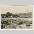 Japanese American in vineyard (ddr-densho-26-211)
