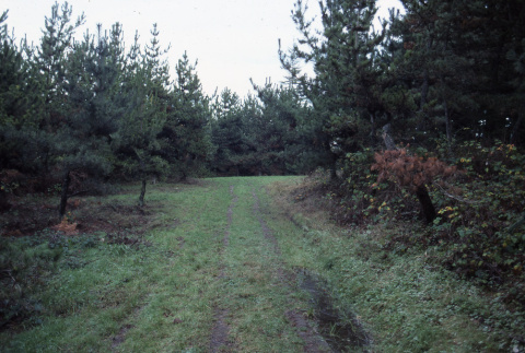 Path in the Garden (ddr-densho-354-1424)