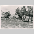 Manzanar internee rock garden (ddr-densho-345-83)