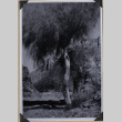 Tree (ddr-densho-587-2)