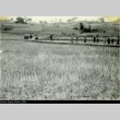 Okinawans working in rice paddies (ddr-densho-179-126)