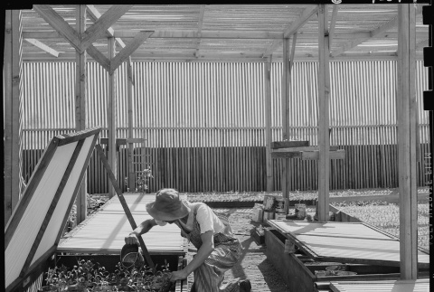 Japanese American working in lath house (ddr-densho-151-379)