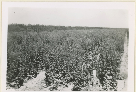 Lettuce seed patch (ddr-densho-37-1397)
