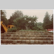 Tree (ddr-densho-377-1978)
