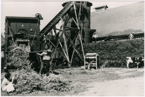 Workers harvesting peas at M. Nakata's Food Products Inc. (ddr-densho-353-158)